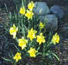 daffodils1.jpg (84078 bytes)