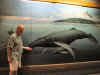 whalersvillage.jpg (49821 bytes)