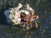 hermitcrab02.JPG (67419 bytes)