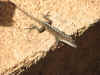 lizard01.JPG (63702 bytes)