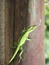 lizard02.JPG (53985 bytes)