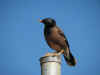 mynah.JPG (23580 bytes)