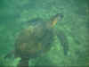 turtle01.JPG (46867 bytes)