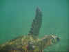 turtle02.JPG (30208 bytes)