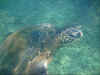 turtle03.JPG (51611 bytes)