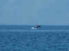 whale02a.jpg (37648 bytes)