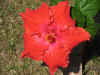 hibiscusred.JPG (55089 bytes)