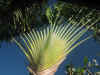 royalpalm.JPG (63192 bytes)