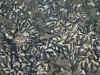 mussels.jpg (106285 bytes)