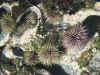 urchins03.jpg (100801 bytes)