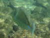 uw08.jpg (55255 bytes)
