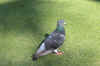 pigeon.jpg (75684 bytes)
