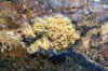 seaweed02.jpg (95090 bytes)