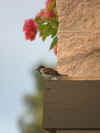 sparrow.jpg (36315 bytes)