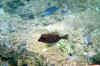 SpottedTrunkFish 01.JPG (109860 bytes)