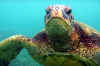 Turtle 02.JPG (114657 bytes)