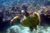 Turtle 04.JPG (129268 bytes)