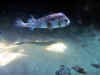 IMG_8213.JPG (164043 bytes)