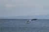 Whale 03.JPG (38693 bytes)