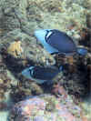 Bluetail Fish.jpg (125041 bytes)