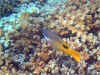 Yellowtail Fish.jpg (123568 bytes)