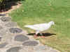 IMG_2548.jpg (94202 bytes)