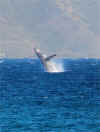 IMG_8521.JPG (73868 bytes)