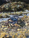 IMG_8540.JPG (116133 bytes)
