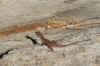 IMG_8985.JPG (92724 bytes)