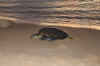Img_9049.jpg (78233 bytes)
