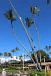 GaryClimbsPalmTree03EDIT.jpg (113633 bytes)