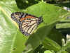 Img_5972.jpg (133406 bytes)