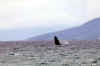 WhaleBreach01.jpg (124342 bytes)