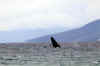 WhaleBreach03.jpg (120357 bytes)