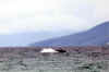 WhaleBreach06.jpg (132874 bytes)
