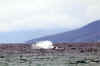 WhaleBreach07.jpg (130621 bytes)