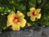 Img_5508.jpg (119940 bytes)
